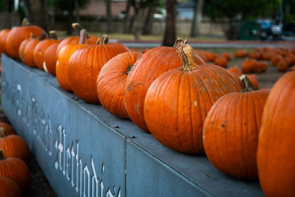 Rows of pumpkins at a fall display in Houston